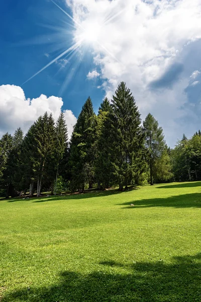 Árboles Siempreverdes Hierba Verde Verano Val Sella Valle Sella Borgo —  Fotos de Stock