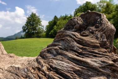Bir ağaç gövdesi üzerinde bir bulanık yatay, çayır, yeşil ağaçlar ve mavi gökyüzü bulutlu kesilen meşe Close-up