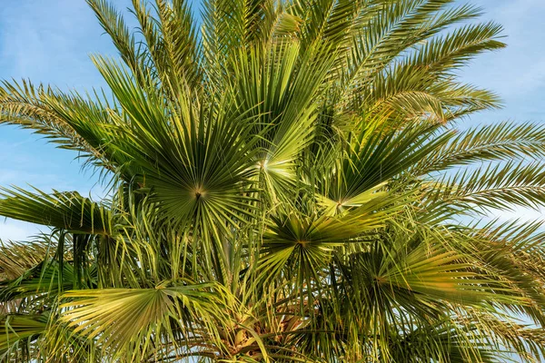 Primer Plano Las Hojas Palma Verde Cielo Azul Egipto África —  Fotos de Stock