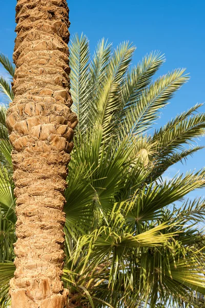 Primer Plano Del Tronco Palmera Fondo Hojas Verdes Cielo Azul — Foto de Stock