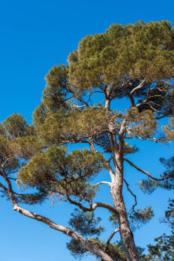Masmavi bir gökyüzü gövde ve yeşil iğne falan batmazdı deniz çam ağacıyla Close-up. Liguria, İtalya, Europ