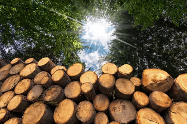 Grupp Trädstammar Skär Och Staplade Skogen Med Solens Strålar — Stockfoto