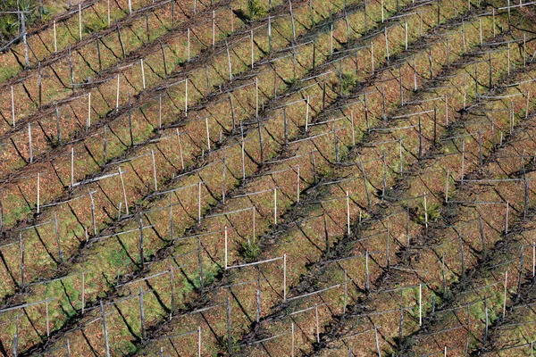 Aerial View Old Italian Vineyard Winter Trentino Alto Adige Italy — Stock Photo, Image