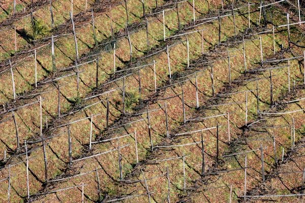 Antiguo viñedo italiano en invierno - Trentino Italia Europa — Foto de Stock