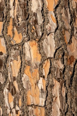 Bir deniz çam kabuğu (pinus pinaster) detay. Ahşap doku veya arka plan