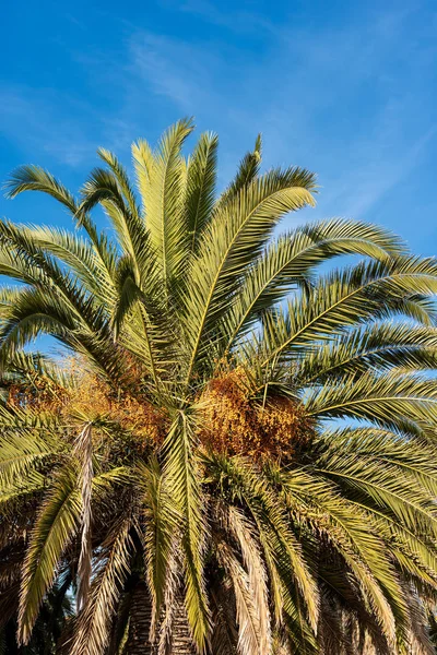 Primer Plano Una Palmera Datilera Con Frutos Naranjas Hojas Verdes — Foto de Stock