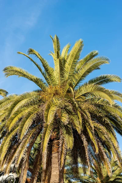 Meyve ve yeşil yaprakları üzerinde mavi bir gökyüzü ile bir hurma ağacının yakın çekim. Mısır, Afrika. 