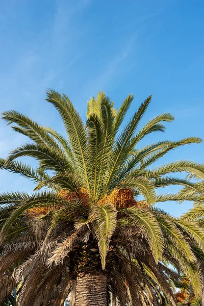 Turuncu meyveler ve mavi gökyüzü üzerinde yeşil yaprakları ile bir hurma ağacının yakın çekim. Mısır, Afrika