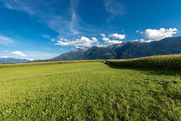 Yeşil mısır alanları ve dağ, Avusturyalı Stubai Alpler, Tyrol devlet, Avusturya, Europ bir çayır