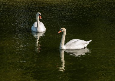 İki sessiz kuğu bir yeşil gölde yüzmek