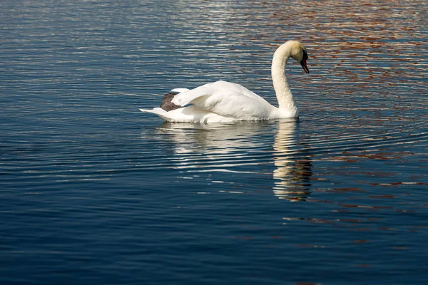 One White Mute Swan Cygnus Olor Swim Blue Lake — Stock Photo, Image