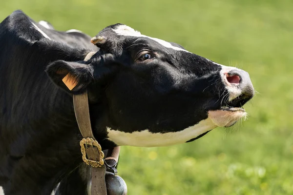 Kráva Portrét Černé Bílé Jalovice Cowbell — Stock fotografie