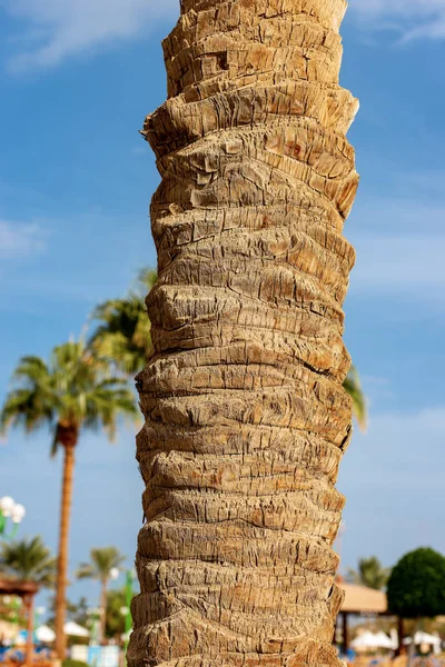 Primer Plano Tronco Árbol Una Palma Con Cielo Azul Claro —  Fotos de Stock