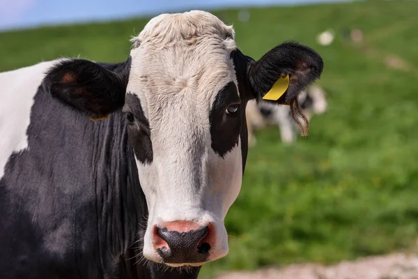Zvláštní kráva při pohledu na fotoaparát — Stock fotografie