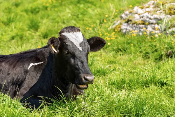 Kuh Schwarz Weiße Färse Ruht Auf Einer Grünen Weide — Stockfoto