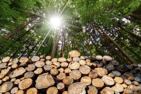 Holzstämme mit Kiefernwald und Sonnenstrahlen — Stockfoto