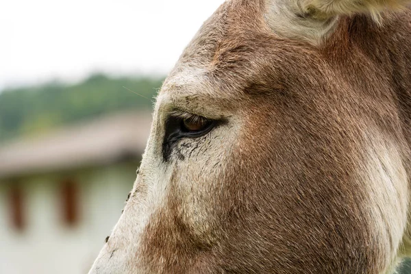 Extreme Nahaufnahme Eines Braunen Und Weißen Esels — Stockfoto