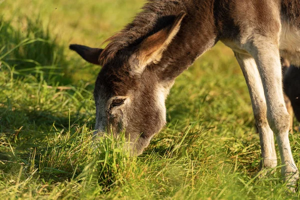 Close-up of a brown and white Donkey grazing on a green meadow