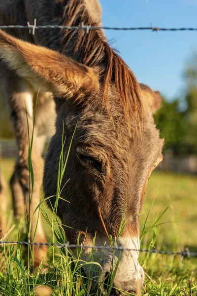 Close-up of a brown and white Donkey grazing on a green meadow