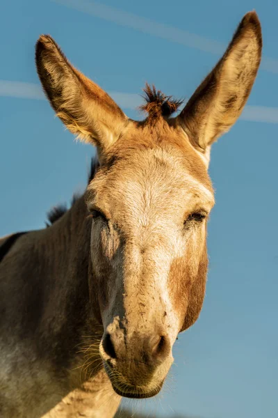 Close-up of a brown and white donkey looking at camera