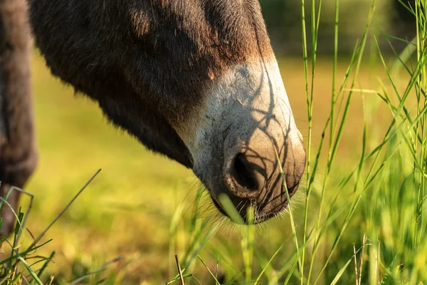 Extreme close-up of a brown and white Donkey grazing on a green meadow