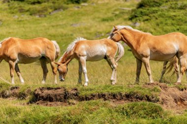 Kahverengi ve beyaz yavru atları bir alpine mera, İtalyan Alpler, İtalya, Europe sürüsü içinde