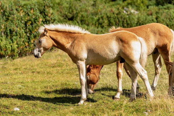 Foal Marrón Blanco Una Manada Caballos Pasto Alpino Alpes Italianos — Foto de Stock