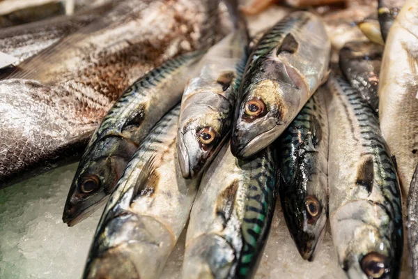 Makrill Färsk Fisk Isen Till Salu Marknaden — Stockfoto