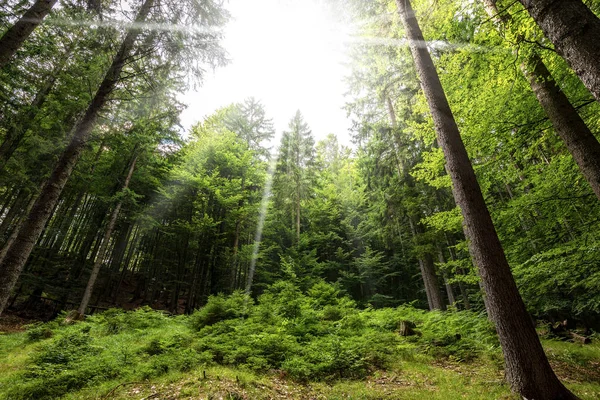 Furu Och Bok Skogen Italienska Alperna Sett Underifrån Med Solens — Stockfoto