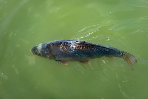 Karp - sötvattensfisk i en grön damm — Stockfoto