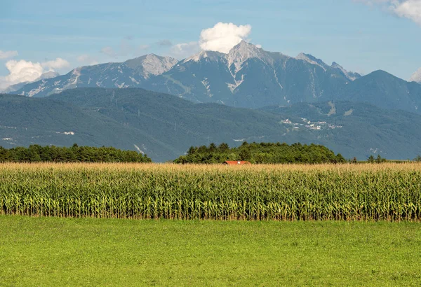 Austria - Campo di mais e prato verde in montagna — Foto Stock