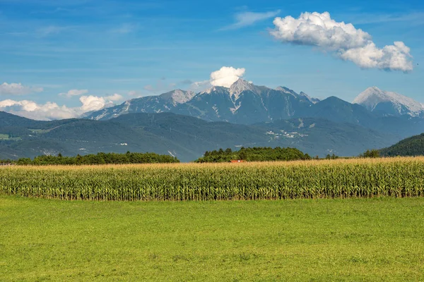Oostenrijk - maïsveld en groene weide in Bergen — Stockfoto