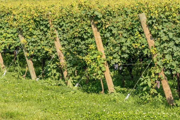 Viñedo italiano del vino Valpolicella cerca de Verona — Foto de Stock