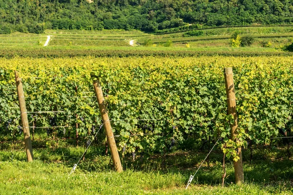 Viñedos italianos del vino Valpolicella cerca de Verona — Foto de Stock