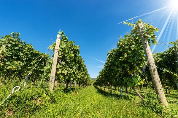 Viñedo italiano del vino Valpolicella cerca de Verona — Foto de Stock