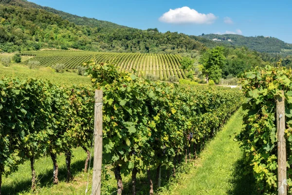 维罗纳附近的瓦尔波利切拉葡萄酒意大利葡萄园 — 图库照片