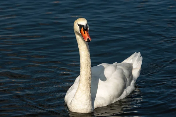 White Mute Swan swim on a Dark Blue Lake — Stock Photo, Image