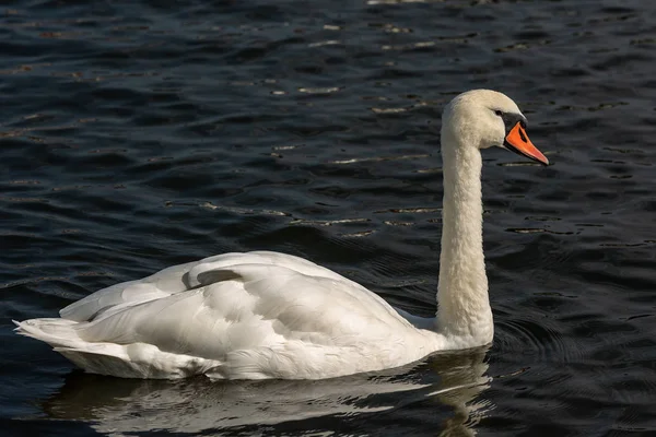 White Mute Swan swim on a Dark Blue Lake — Stock Photo, Image