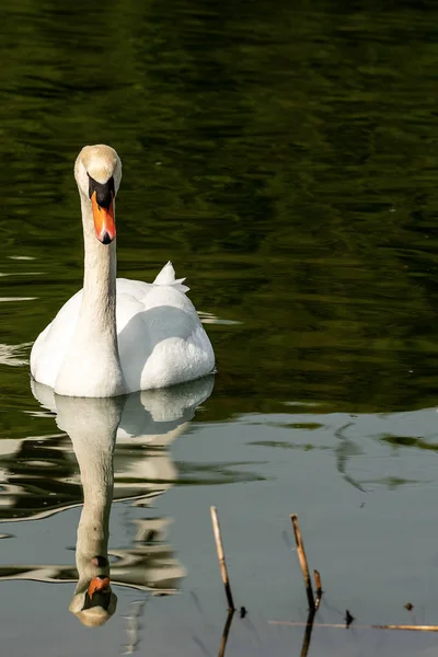 White mute swan swim on a dark green lake — Stock Photo, Image