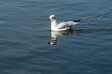 Yansıması ile Denizde yüzme martı
