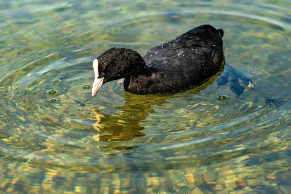 유라시아 쿳 또는 Fulica Atra 호수에서 조류를 먹고 — 스톡 사진