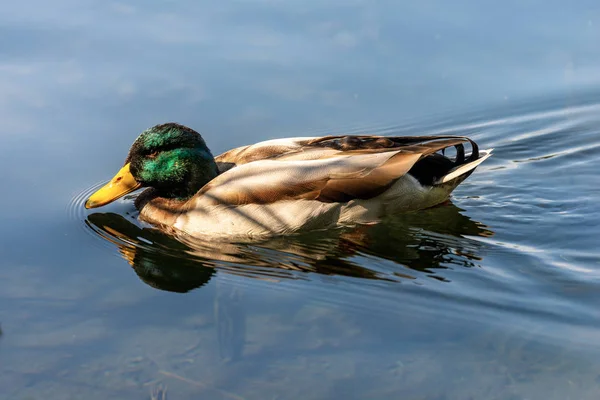 Erpel - Männchen der Stockente im See — Stockfoto