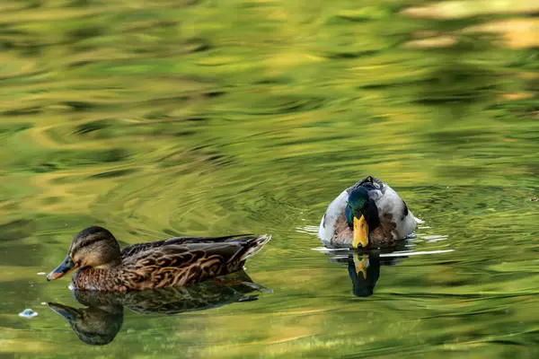 Pár kachna plavat v zelené jezero — Stock fotografie