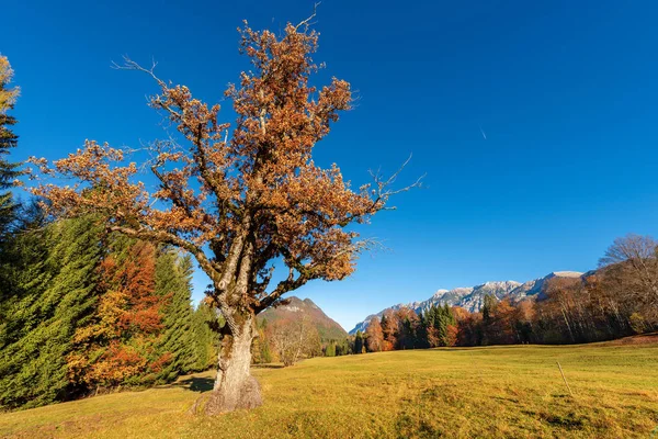Bomen in de herfst en Italiaanse Alpen - Val di Sella Trentino Italië — Stockfoto