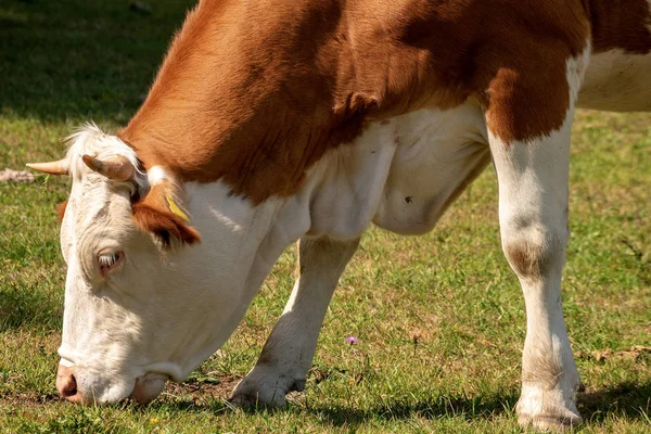 Hnědá a bílá kráva pastvě na zelené louce — Stock fotografie