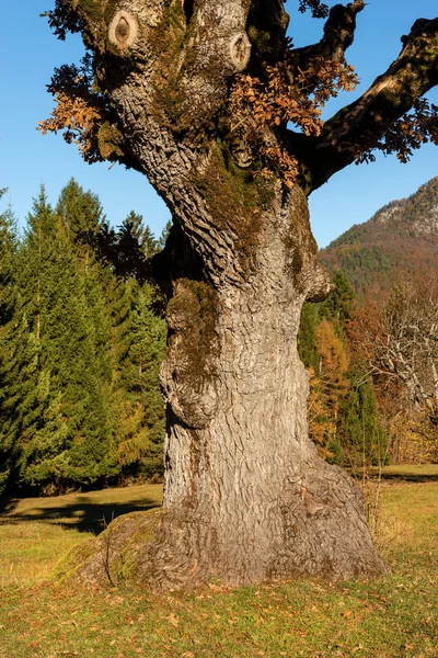 Carvalho velho no outono - Detalhe do tronco — Fotografia de Stock