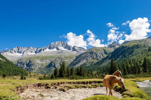 Parque Nacional Adamello y Brenta - Caballos y pico de montaña de cuidado Alto — Foto de Stock