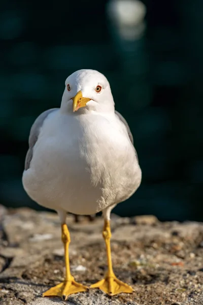 Seagull on a dark background - Front view — Stock Photo, Image