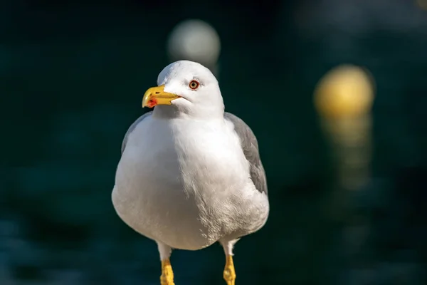 Gaviota sobre fondo oscuro - Vista frontal —  Fotos de Stock