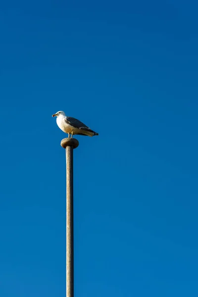 Seagull standing on a wooden pole with blue sky — Stock Photo, Image